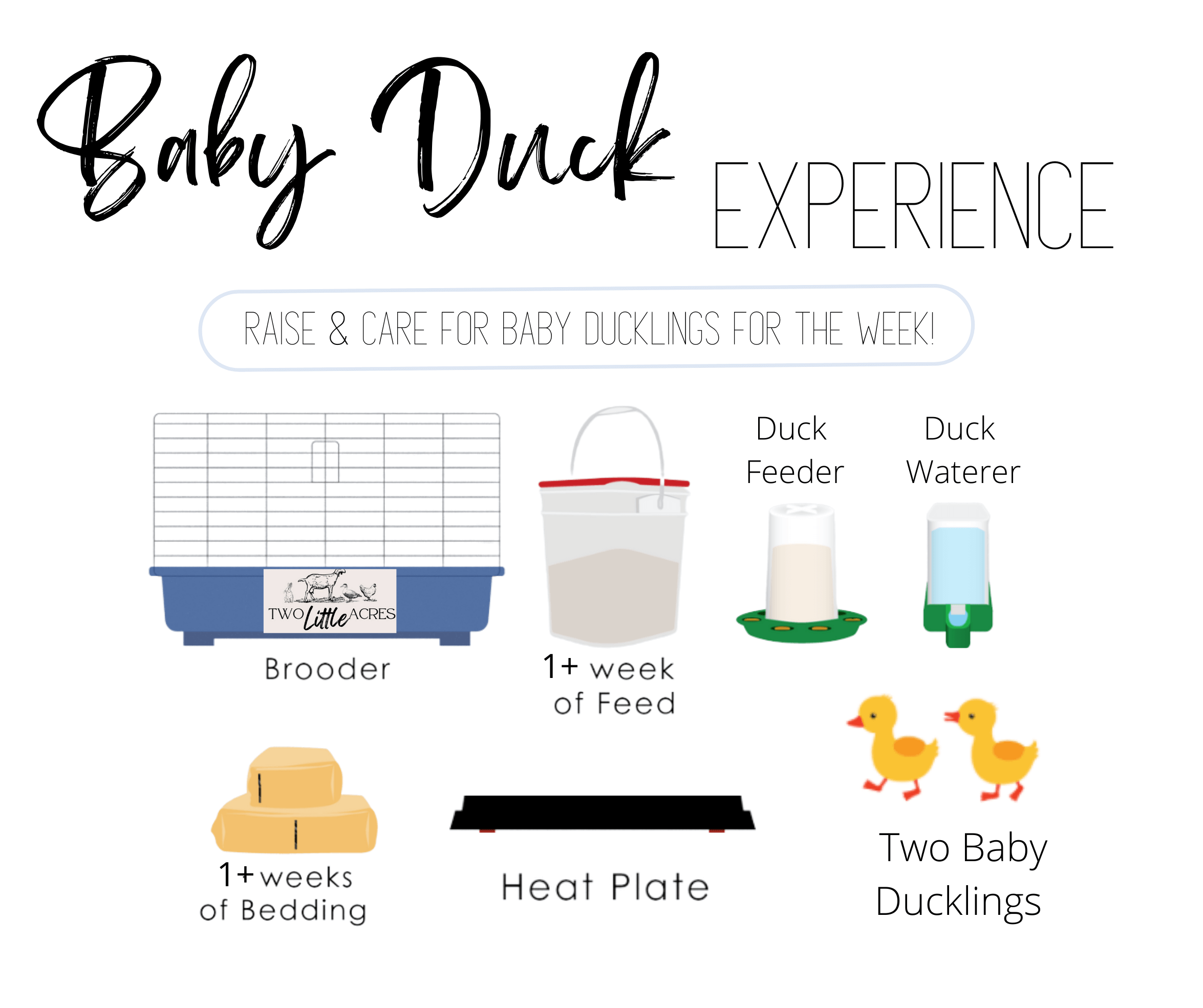 Care Recommendations For Ducklings - The Open Sanctuary Project